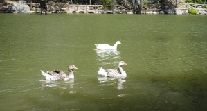 Zigana'nın serin sığınağı Limni Gölü ziyaretçilerini bekliyor
