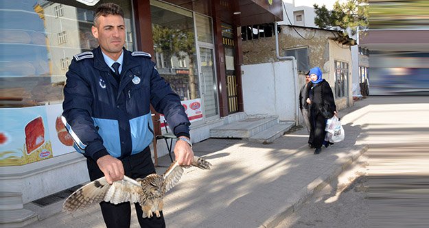 Kelkit’te soğuktan etkilenen baykuş doğaya bırakıldı