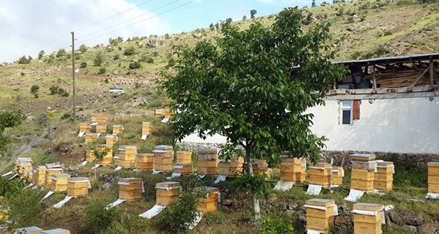 Arıcılık Kovan Desteklemeleri Hesaplara Aktarıldı