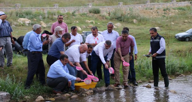 Balahor deresine 20 bin alabalık