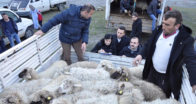 Gümüşhane’de Genç Çiftçilere küçükbaş hayvanları dağıtıldı