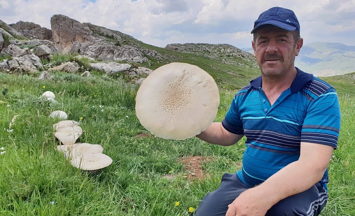 Gümüşhane’de görenleri şaşkına çeviren dev mantarlar bulundu