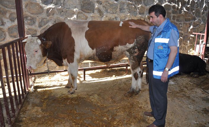 Kurban Bayramı öncesi hazırlıklar tamamlandı