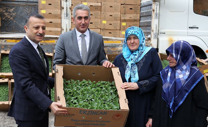 Gümüşhane’de çiftçilere 145 bin adet domates ve salatalık fidesi dağıtıldı