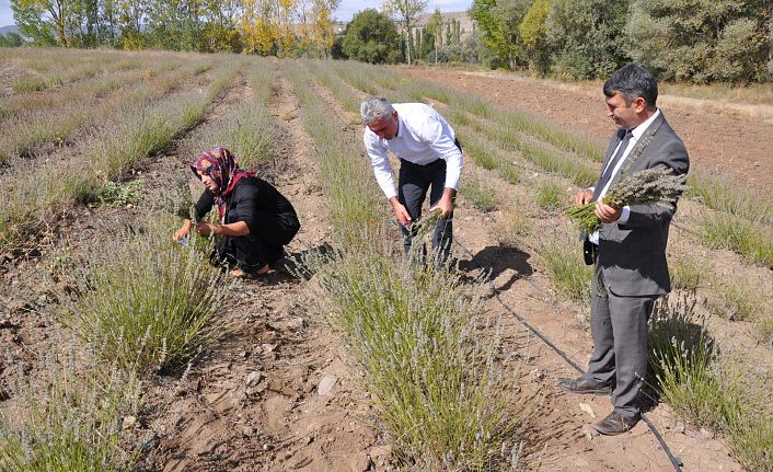 Lavanta Gümüşhane’de üreticinin gelir kapısı oldu