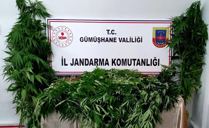 Gümüşhane’de Jandarma kenevir yetiştiricilerine göz açtırmıyor