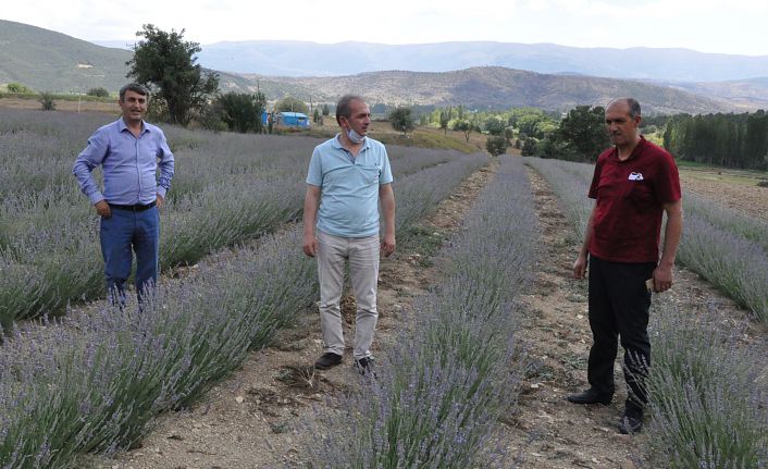 Kıraç Arazilerin Gözdesi Mor Bereketi: Lavanta