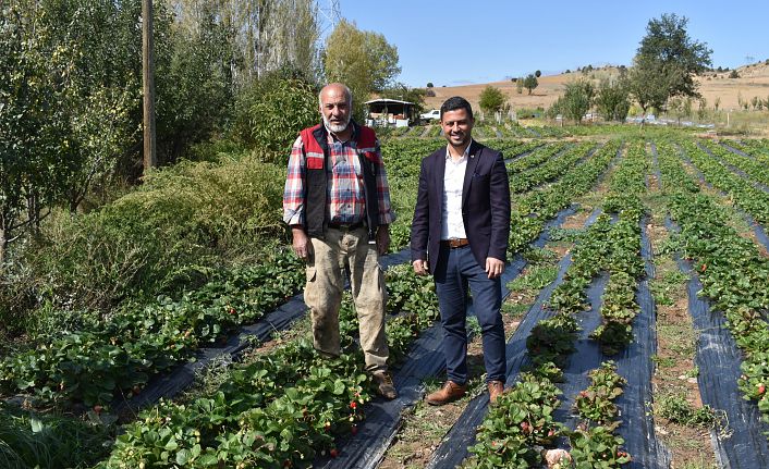 Kelkit'te Ekim ayında şaşırtan çilek hasadı 