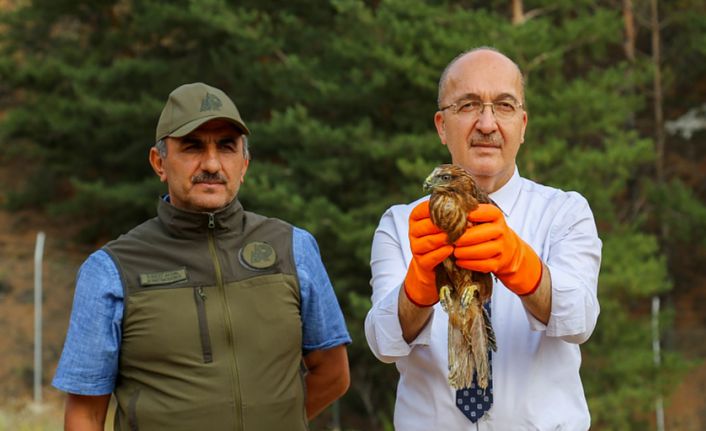 ‘Kızıl Şahin’ üniversite kampüsünden doğaya salındı