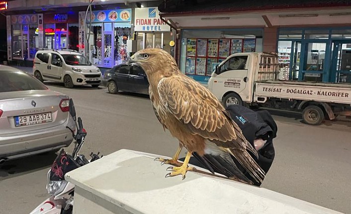 Bitkin halde bulunan şahin doğaya salındı