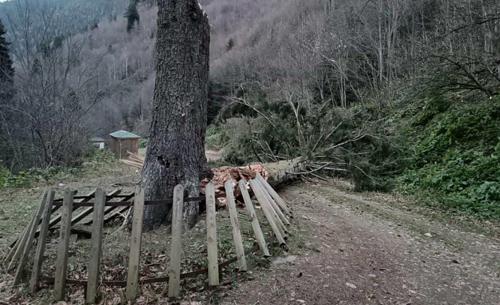 Gümüşhane’de fırtına yüzlerce yıllık ağacı devirdi