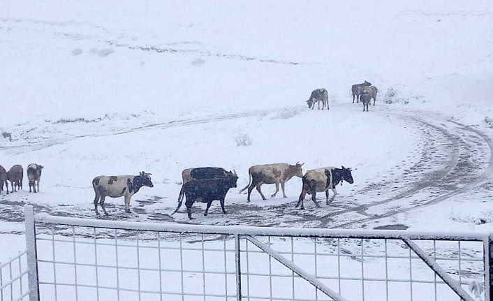 Gümüşhane yaylaları kar altında