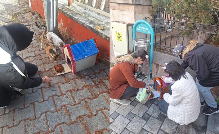 Özel bireylerden kediler için sevgi dolu bir proje