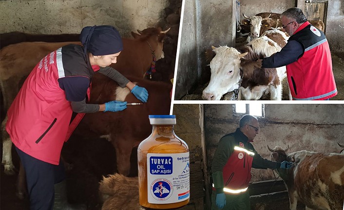 Gümüşhane’de ilkbahar dönemi şap aşılama kampanyası başladı