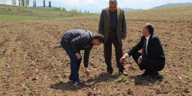 Aspir Yetiştirene Tohum Desteği Verilecek