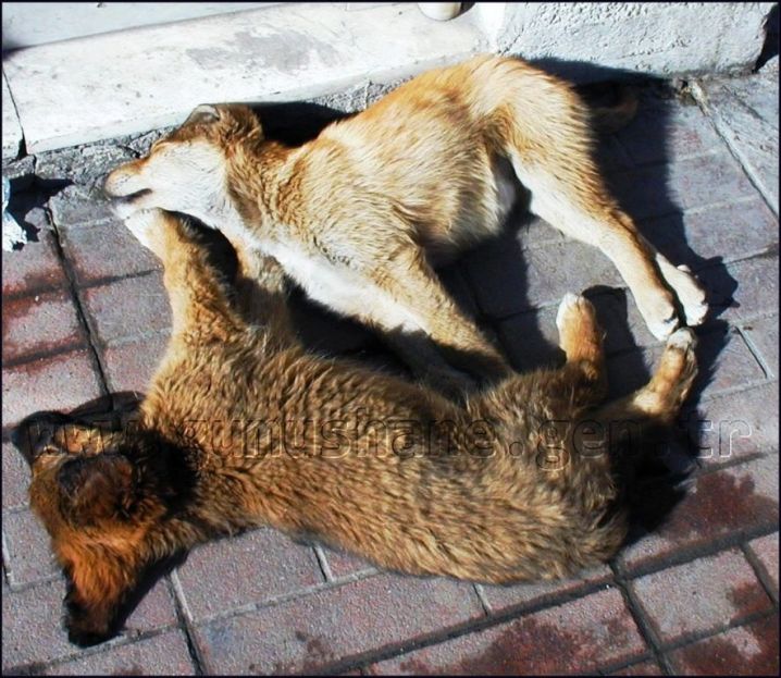 Başıboş Köpekler Şiran'da da Baş Belası Oldu