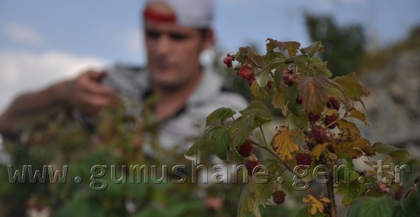 Dağlarda Ahududu Zamanı