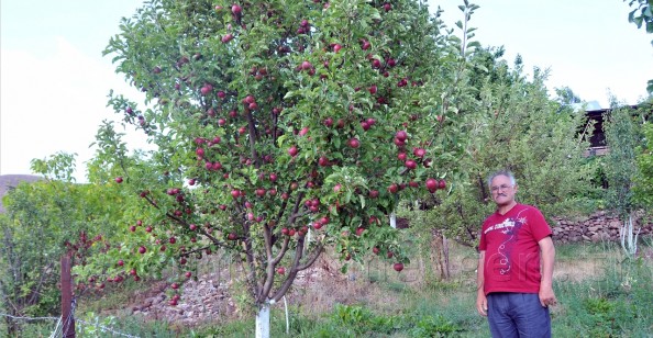 Gümüşhane Elması Küllerinden Doğuyor