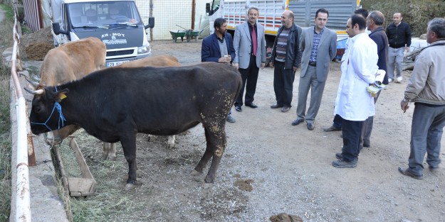 Hayvan Pazarı Denetleniyor