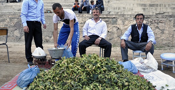 Kürtün Fındığı Piyasaya Çıktı