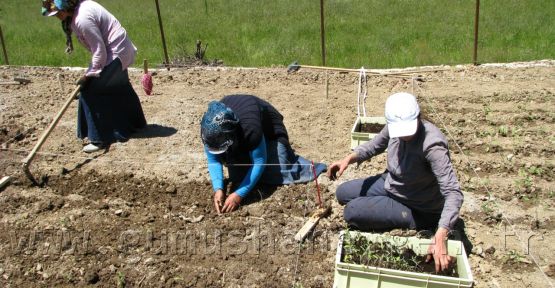 Kürtün, Tıbbi Ve Aromatik Bitki Yetiştiriciliği İçin Kolları Sıvadı