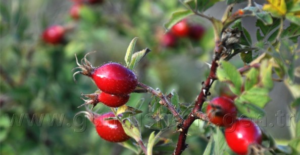 Kuşburnunun Adı Var Kendi Yok