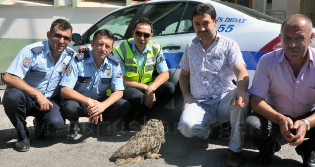 Trafik Polisleri Yaralı Halde Puhu Cinsi Baykuş Buldu