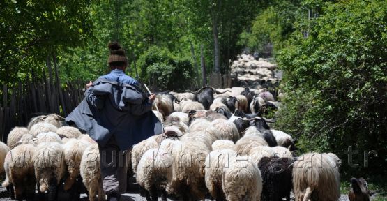 Yaylalara Büyük Göç Başladı