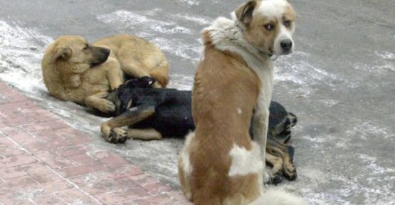 Yine Köpek Saldırısı, Yine Çocuklar