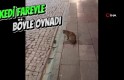 Kedi fareyle böyle oynadı