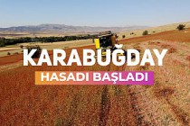 Gümüşhane karabuğdayın başkenti olma yolunda ilerliyor