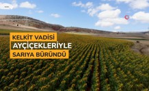 Kelkit vadisi ayçiçekleriyle sarıya boyandı