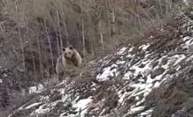 Gümüşhane kent merkezine yakın noktada karşılarına ayı çıktı