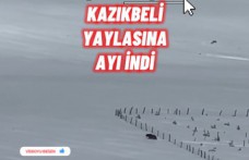 Kış uykusuna yatmayan ayı Kazıkbeli Yaylası’nda ‘pazara indi’