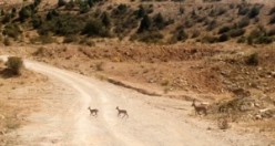 Yaban keçileri Gümüşhane'nin doğal güzelliğine renk kattı