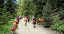 Yayla göçü renkli görüntülerle başladı