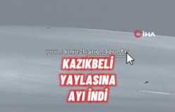 Kış uykusuna yatmayan ayı Kazıkbeli Yaylası’nda ‘pazara indi’