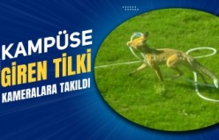 Kampüs alanına inen tilki bahçeyi suladı!