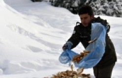 Gümüşhane’de sokak hayvanları ve yaban hayatı unutulmuyor