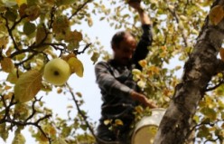 Gümüşhane’de elma hasadı devam ediyor