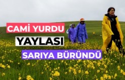 Cami Yurdu Yaylası baharın renk cümbüşüyle sarıya büründü