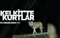 Kelkit ilçe merkezine inen kurt kameralara takıldı