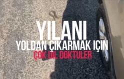 Yılanı yoldan çıkarmak için çok dil döktüler