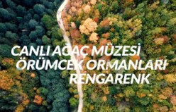 Canlı ağaç müzesi rengarenk