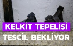 Sahibinin ömrünü uzatan güvercin: Kelkit Tepelisi