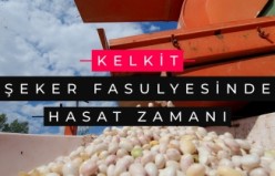 Dünyaca ünlü Kelkit şeker fasulyesinde hasat zamanı