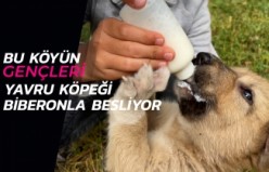 Köyün gençleri annesiz kalan yavru köpeği biberonla besliyor