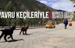 Yavru keçileriyle markete gidiyor, dolmuşa biniyor