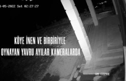 Gümüşhane’de köye inen ve birbiriyle oynayan yavru ayılar kameralarda