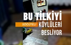 Aç kalan tilki köydeki evlere girerek karnını doyuruyor